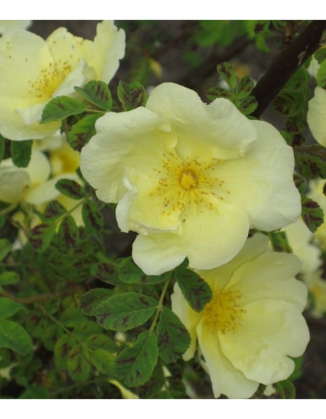 Baum- u. Rosenschule Khr Rosa hugonis