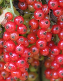 Kühr Baum- u. Rosenschulen Heinemanns rote Spätlese